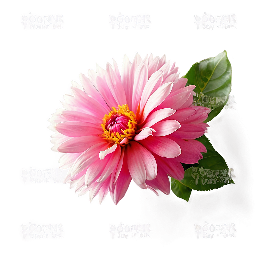 Vibrant Pink Flower Png 05242024 PNG image