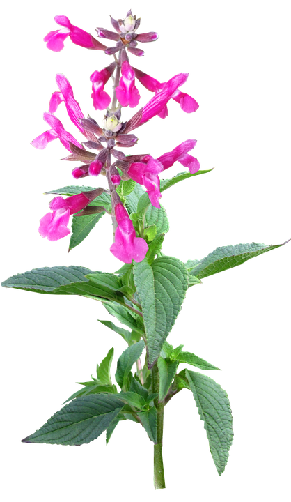 Vibrant_ Pink_ Flower_ Stem PNG image