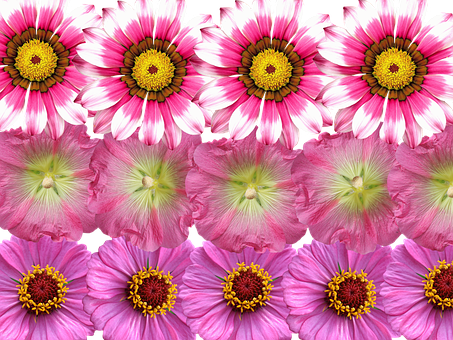 Vibrant Pink Flowers Array PNG image