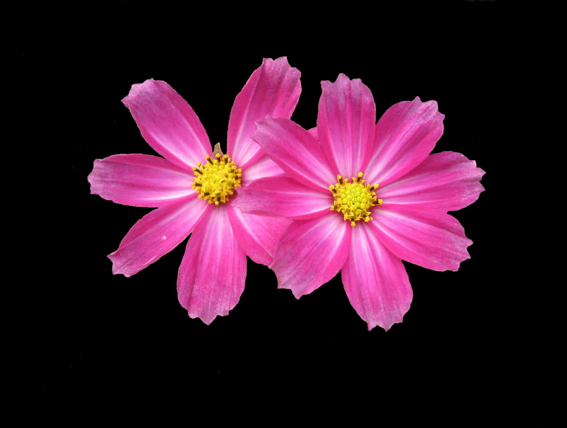 Vibrant_ Pink_ Flowers_ Black_ Background.jpg PNG image