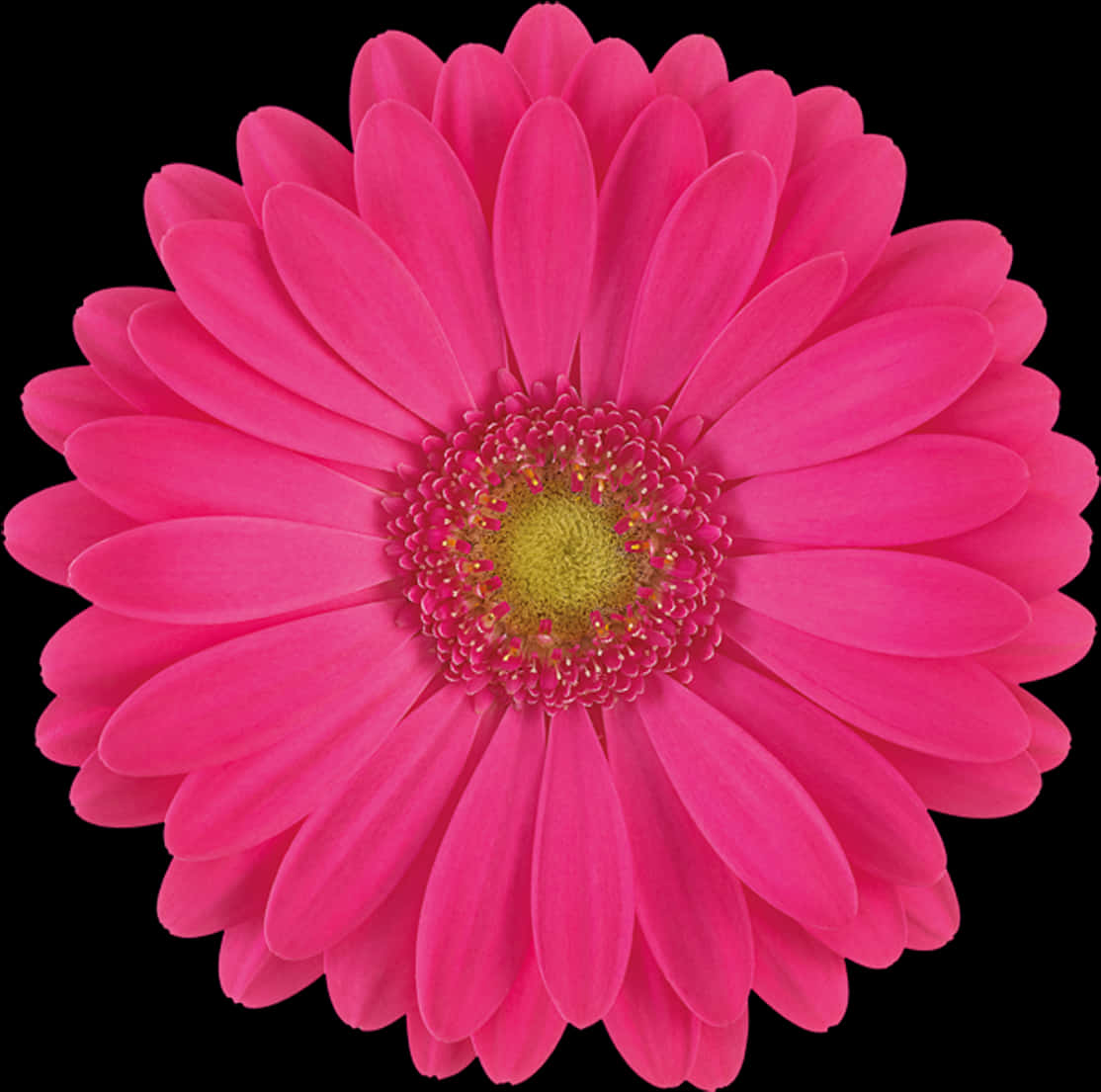 Vibrant Pink Gerbera Daisy Black Background PNG image