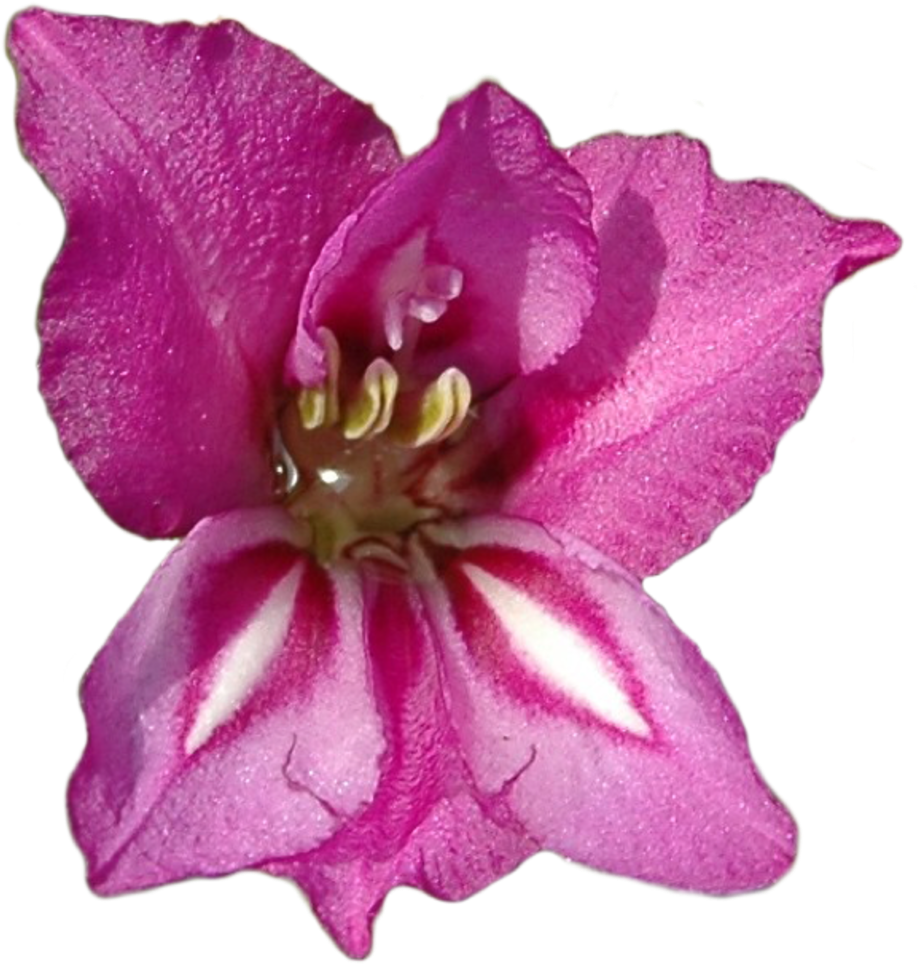 Vibrant Pink Gladiolus Flower PNG image