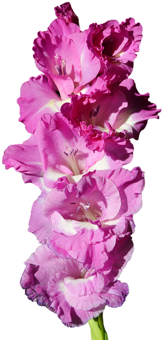 Vibrant Pink Gladiolus Flowers PNG image