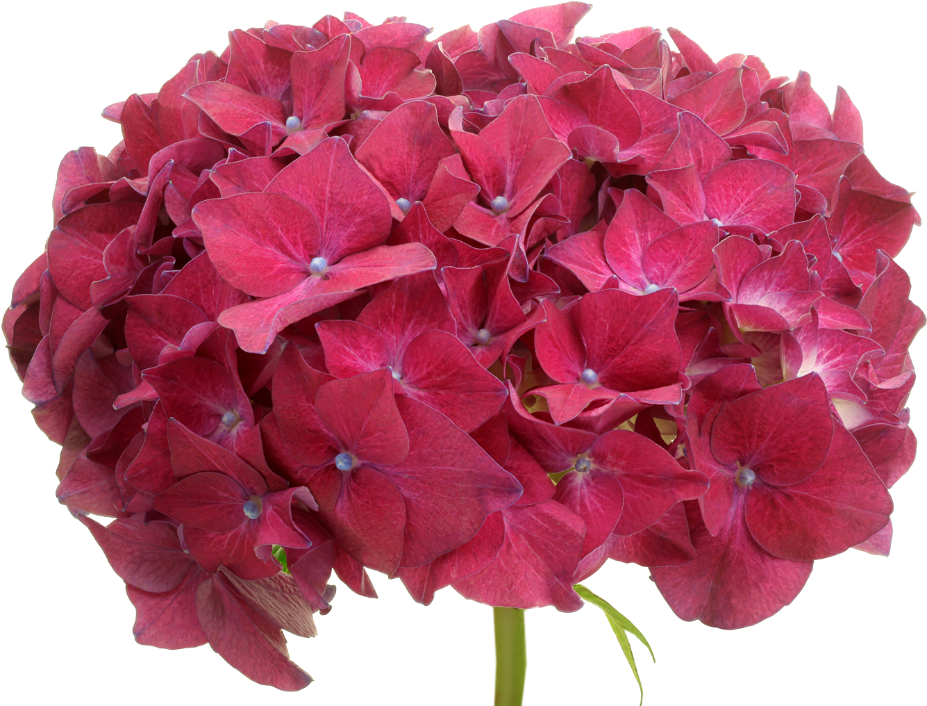 Vibrant Pink Hydrangea Bloom PNG image
