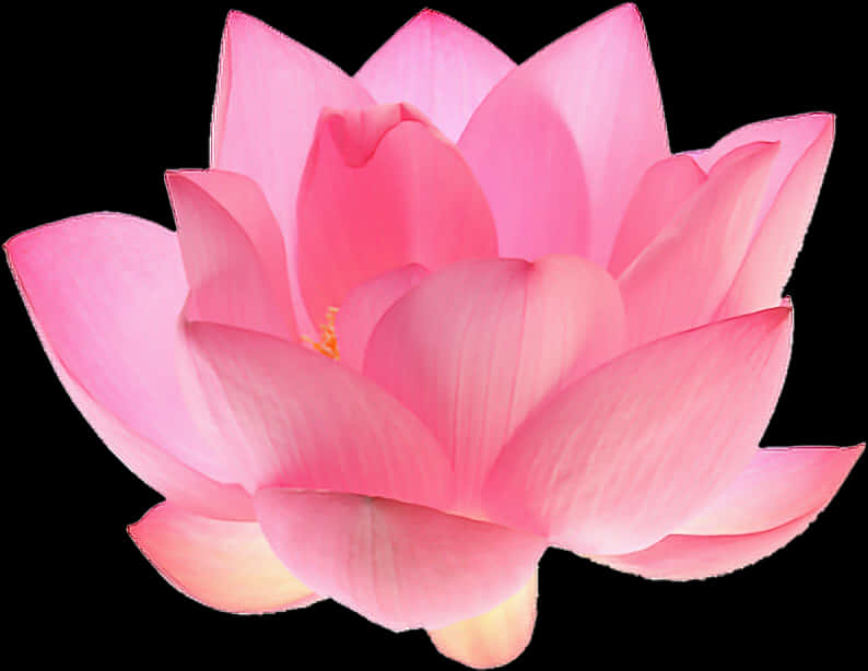 Vibrant_ Pink_ Lotus_ Flower_ Isolated PNG image