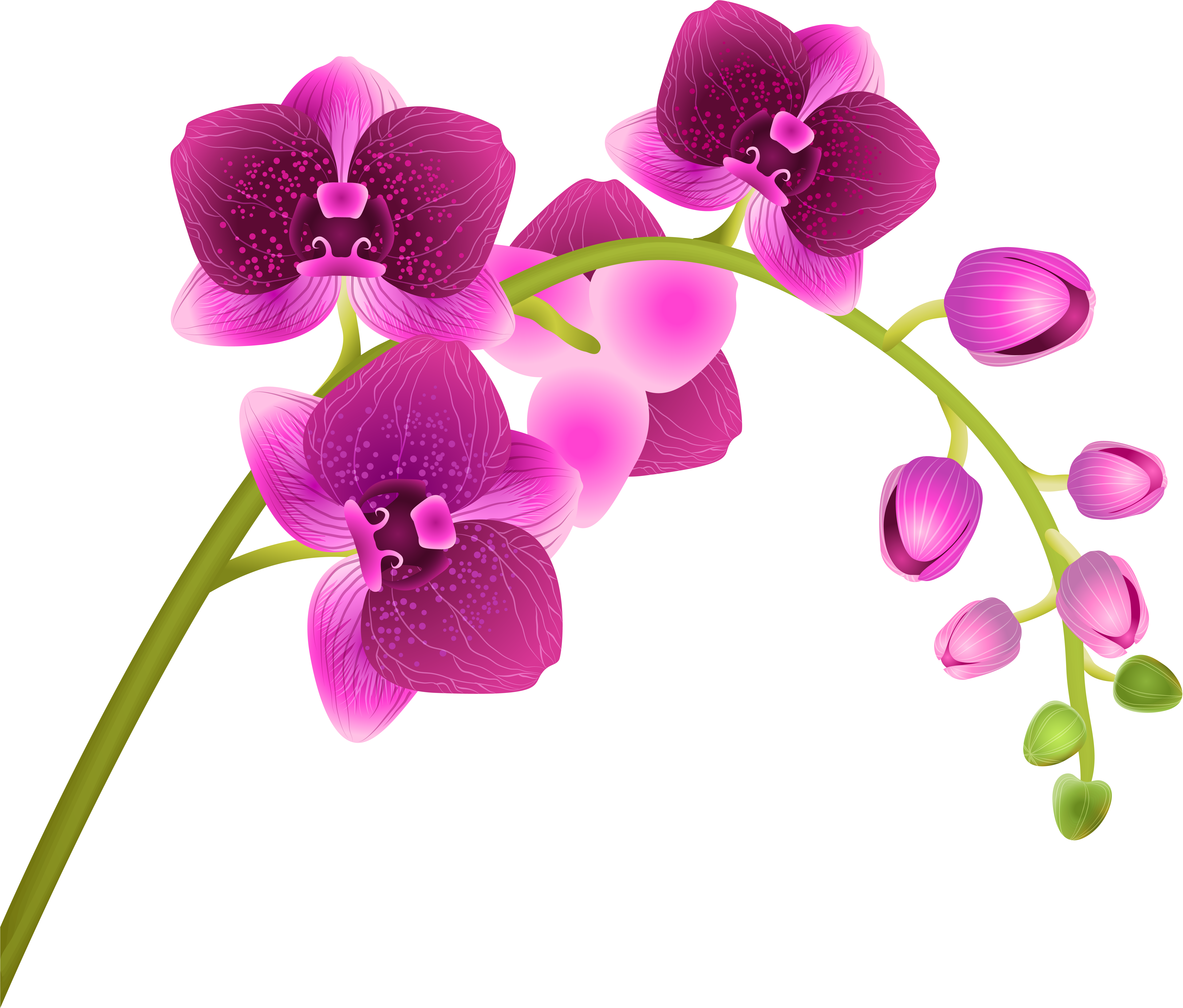 Vibrant Pink Orchid Blooms PNG image