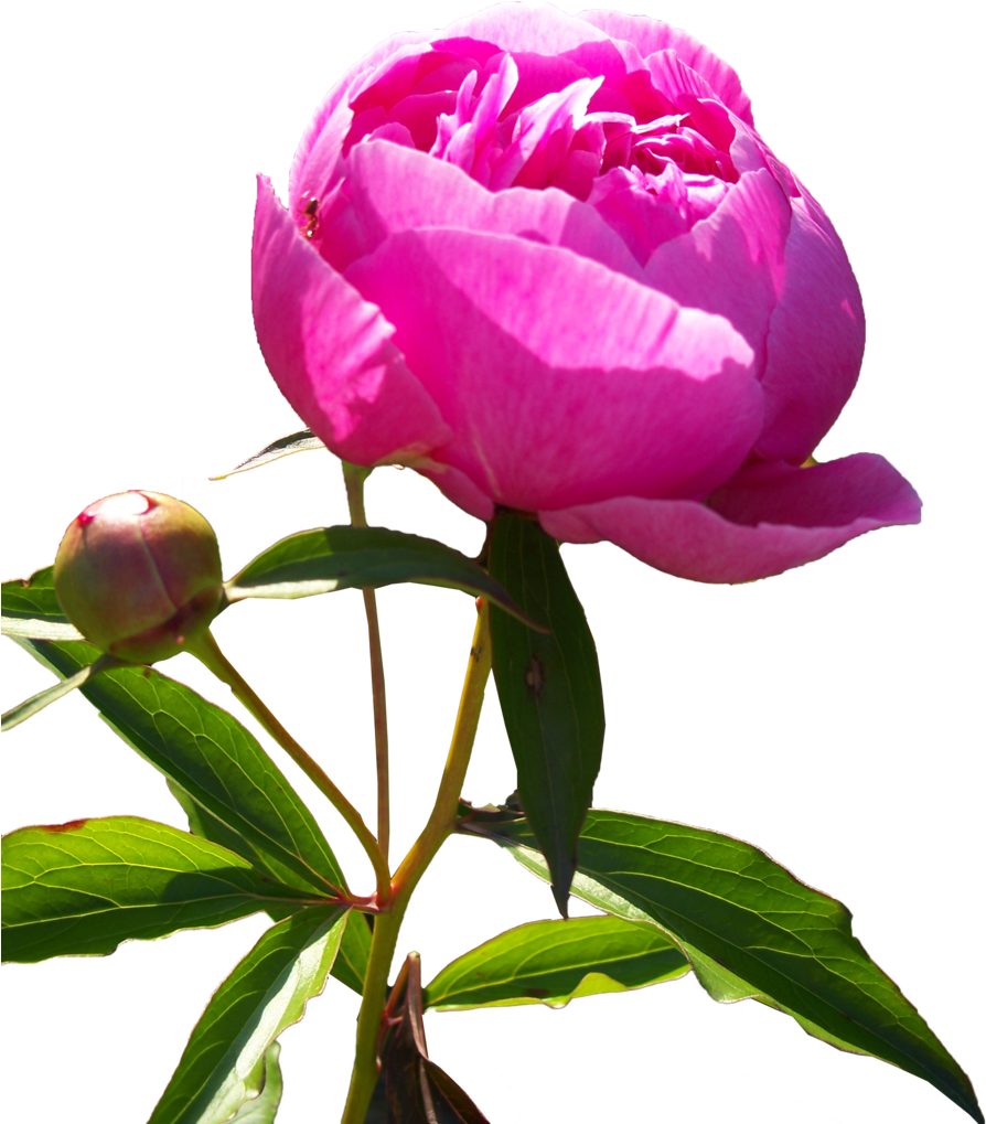 Vibrant Pink Peony Bloom PNG image