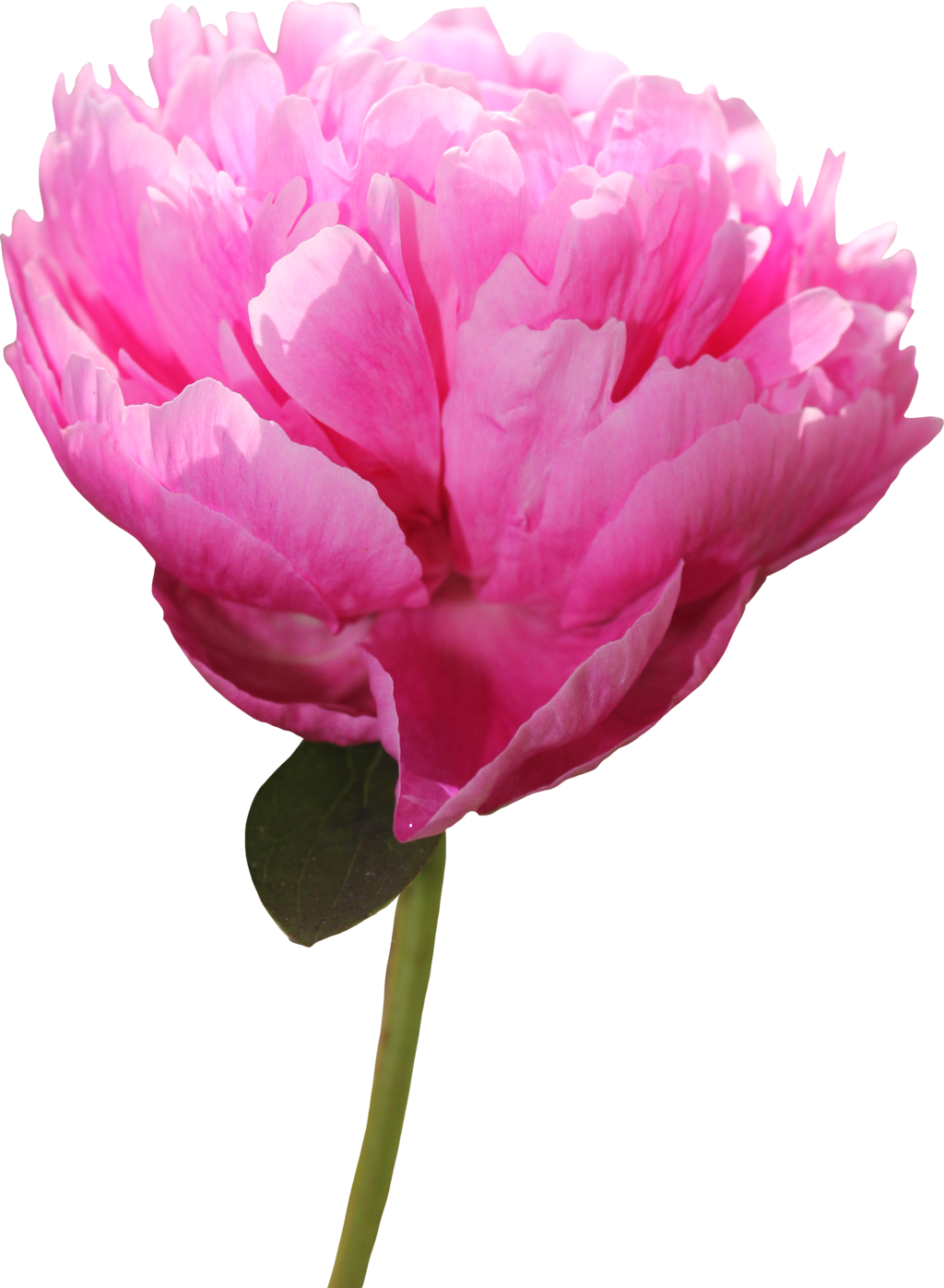 Vibrant Pink Peony Flower PNG image