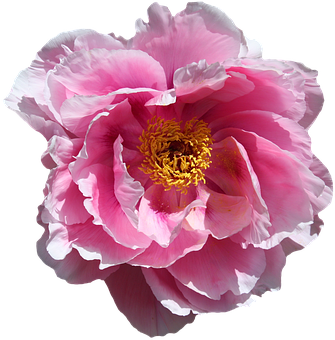 Vibrant Pink Peony Flower PNG image