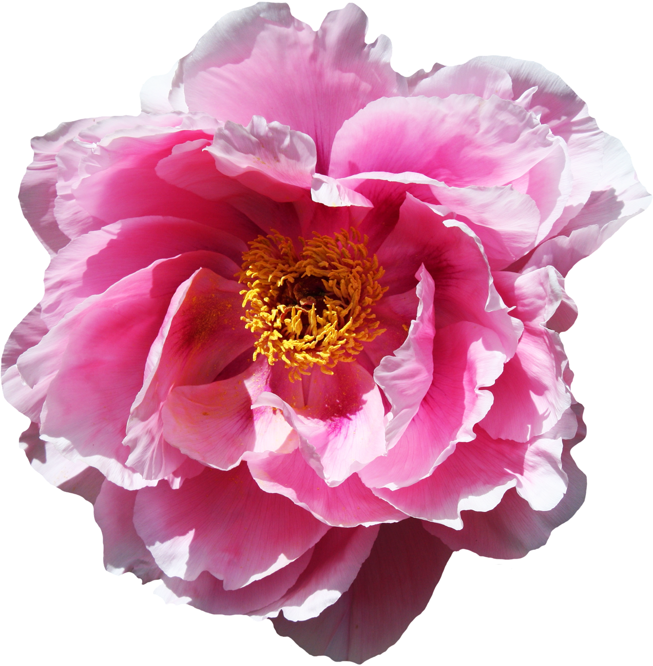 Vibrant Pink Peony Flower PNG image