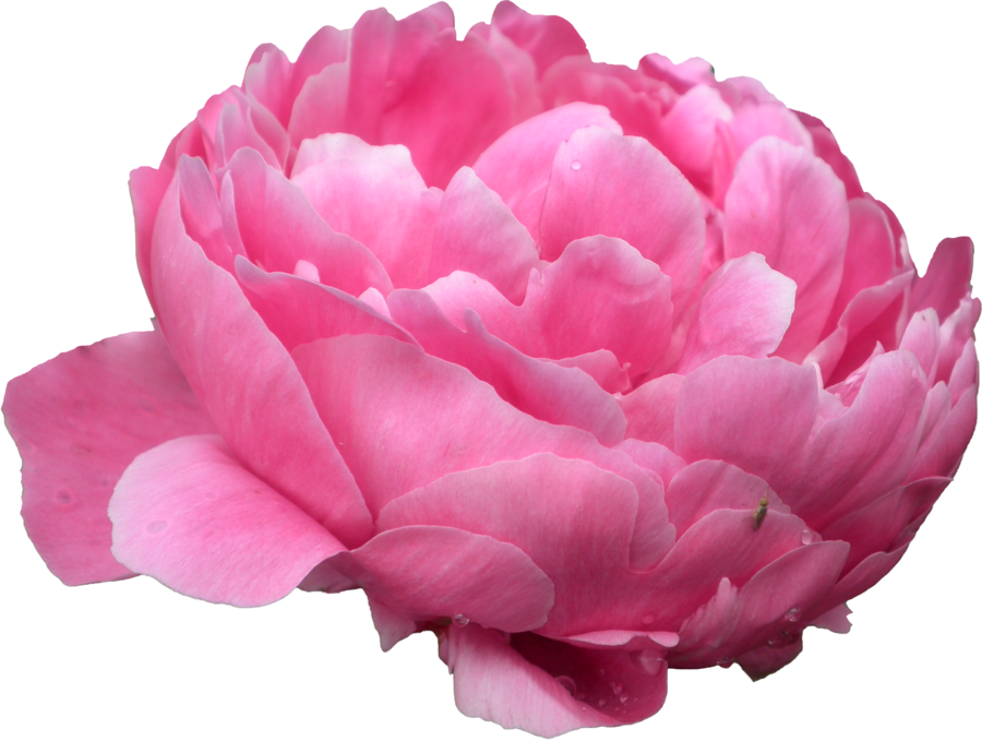 Vibrant Pink Peony Flower PNG image