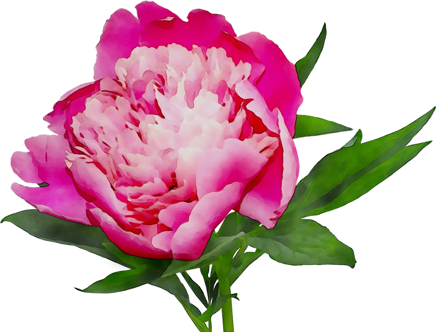 Vibrant Pink Peony Flower PNG image