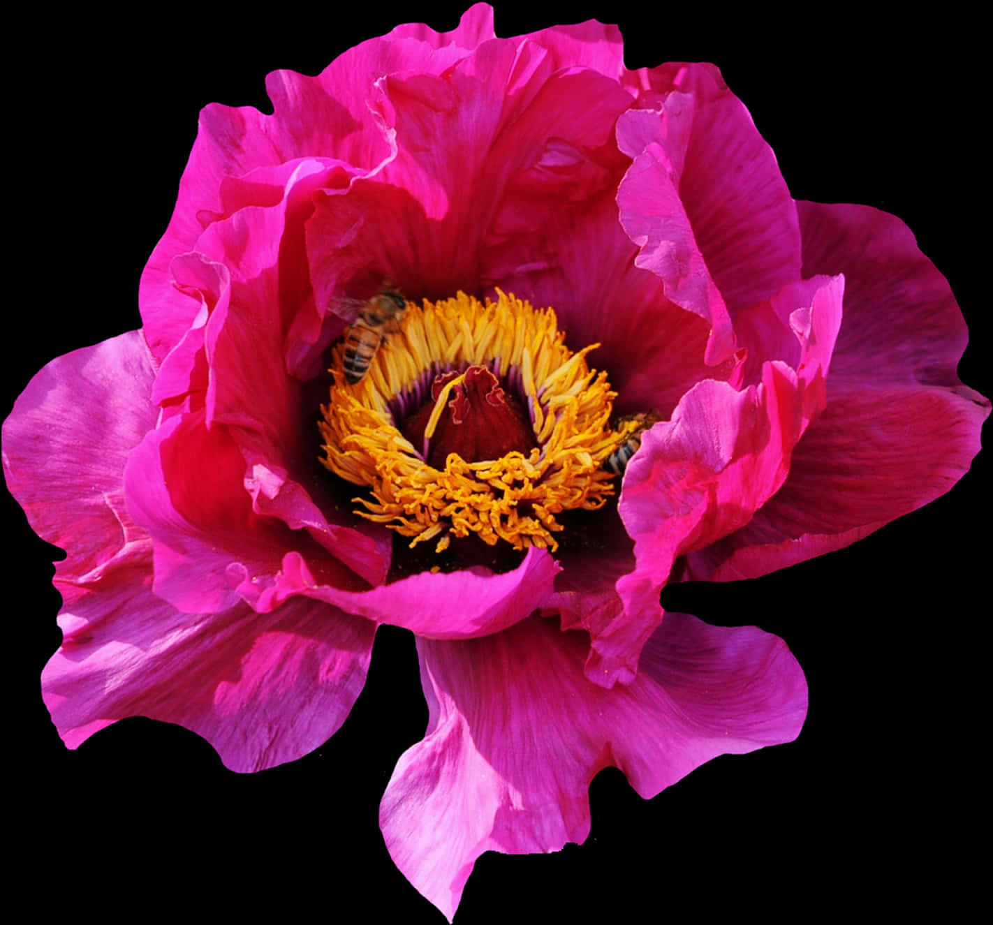 Vibrant_ Pink_ Peony_with_ Bee.jpg PNG image
