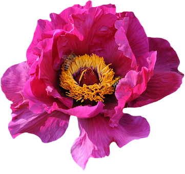 Vibrant Pink Peonywith Bee.jpg PNG image