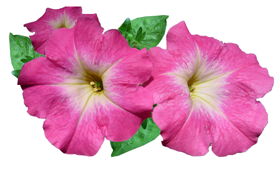 Vibrant Pink Petunia Flowers PNG image