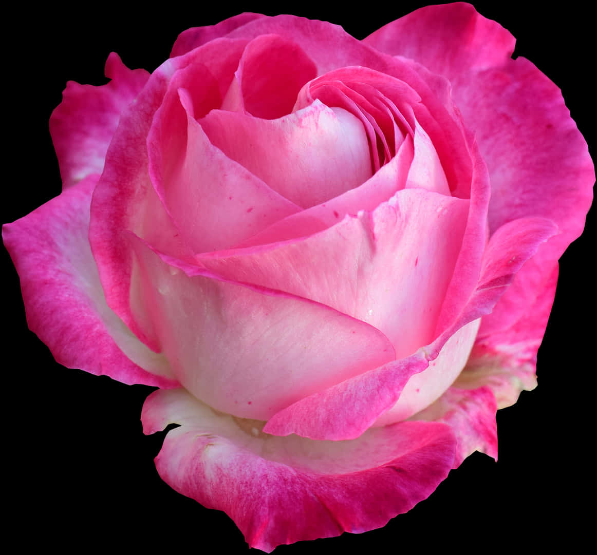 Vibrant Pink Rose Black Background PNG image