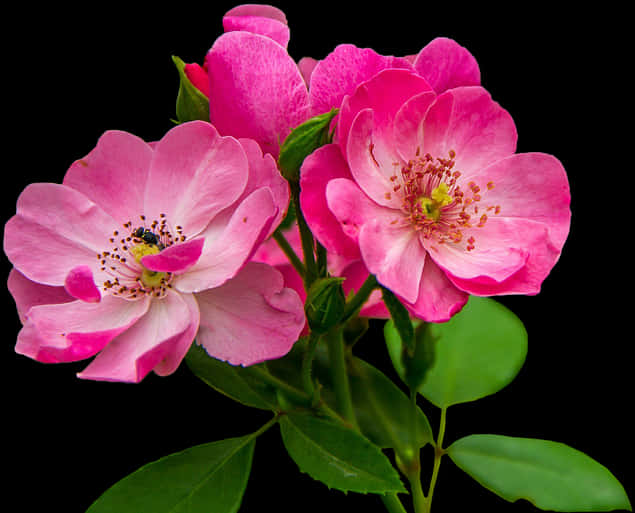 Vibrant Pink Rose Blooms PNG image