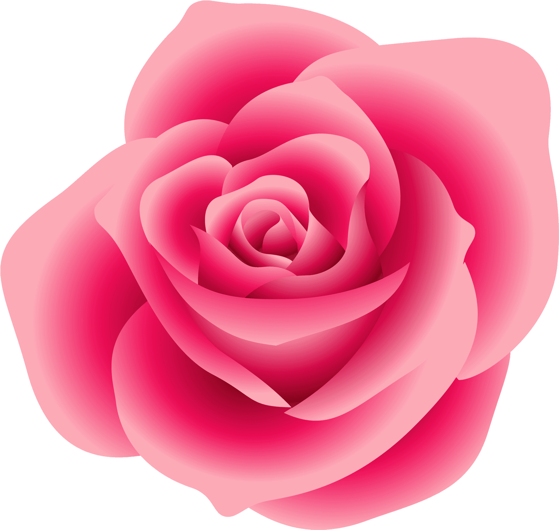 Vibrant Pink Rose Graphic PNG image