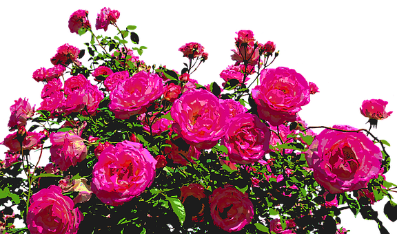 Vibrant Pink Roses Artistic Render.jpg PNG image