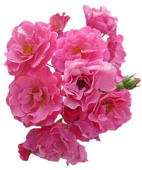 Vibrant Pink Roses Black Background PNG image