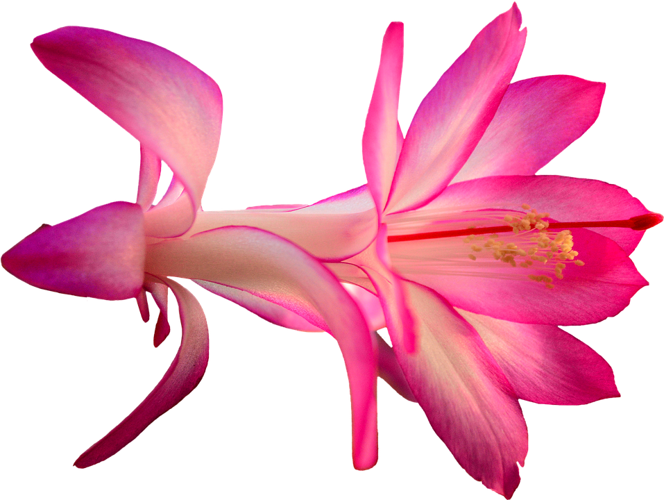 Vibrant Pink Schlumbergera Flower.png PNG image
