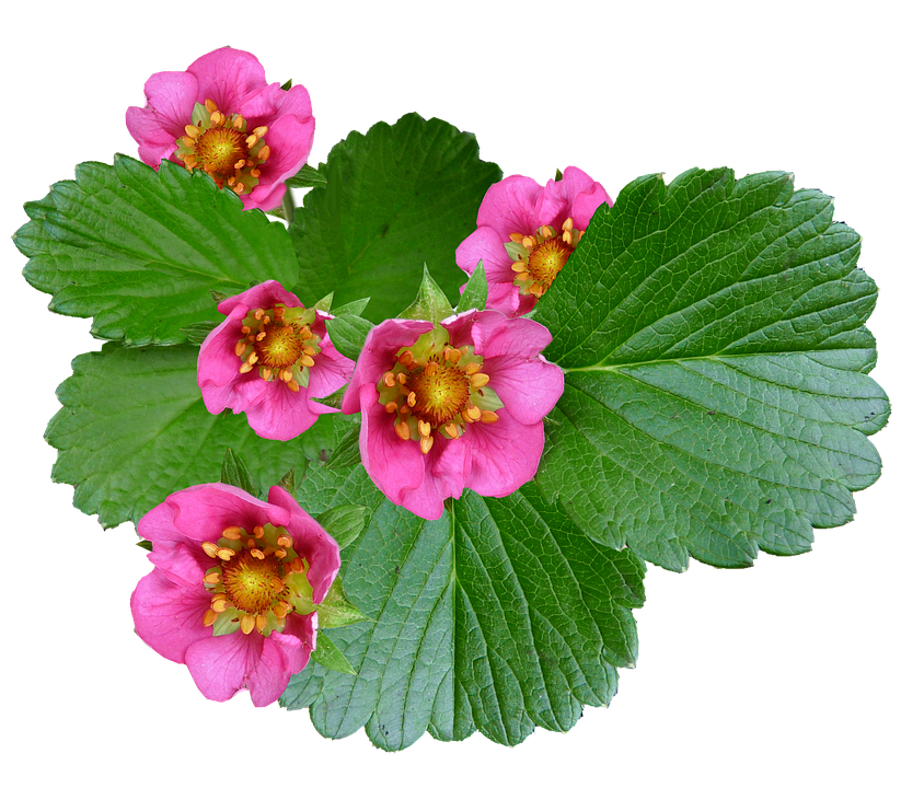 Vibrant_ Pink_ Strawberry_ Flowers PNG image