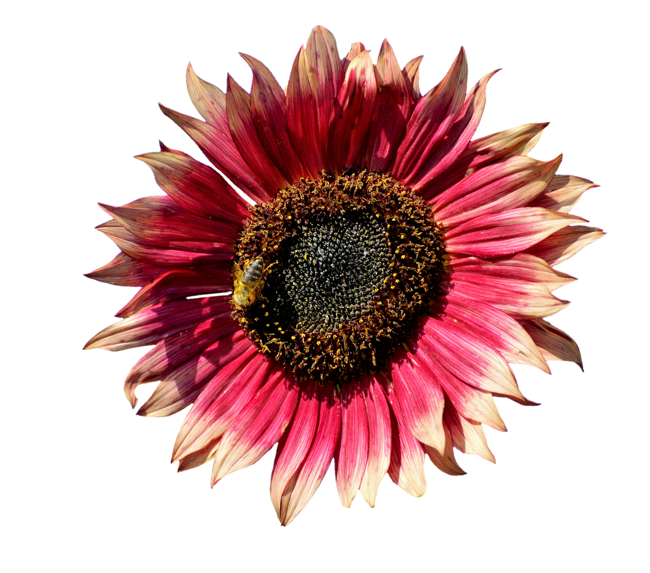 Vibrant Pink Sunflowerwith Bee PNG image