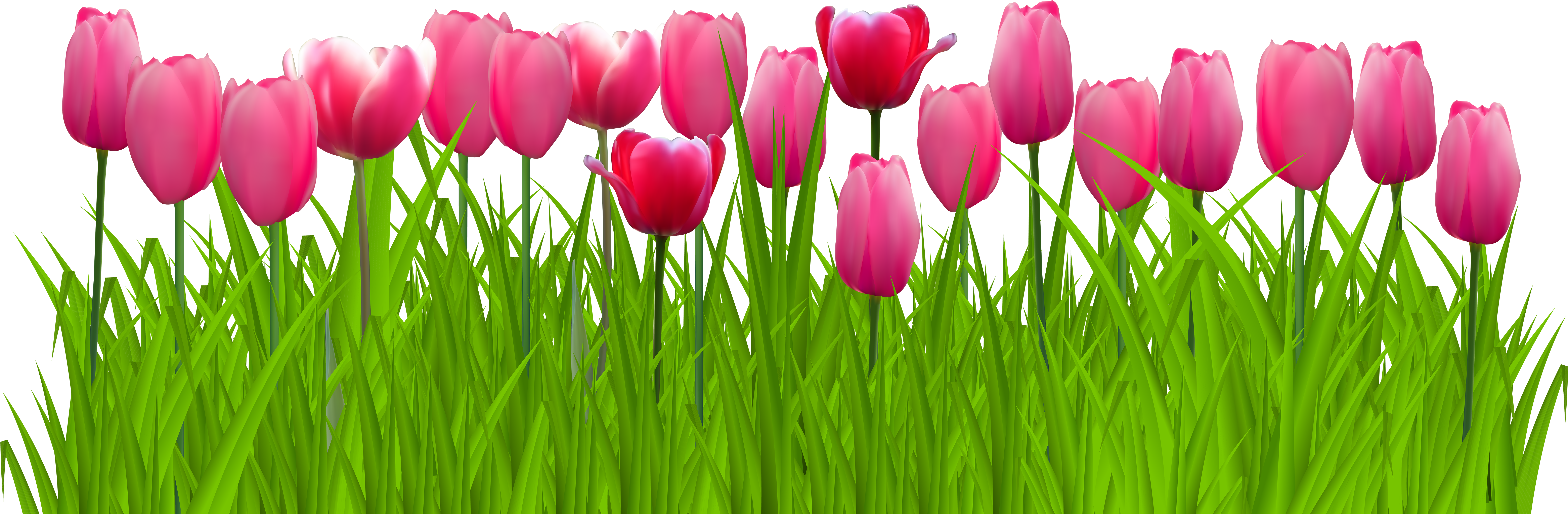 Vibrant Pink Tulips Row PNG image