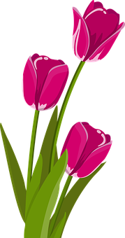 Vibrant_ Pink_ Tulips_ Vector PNG image