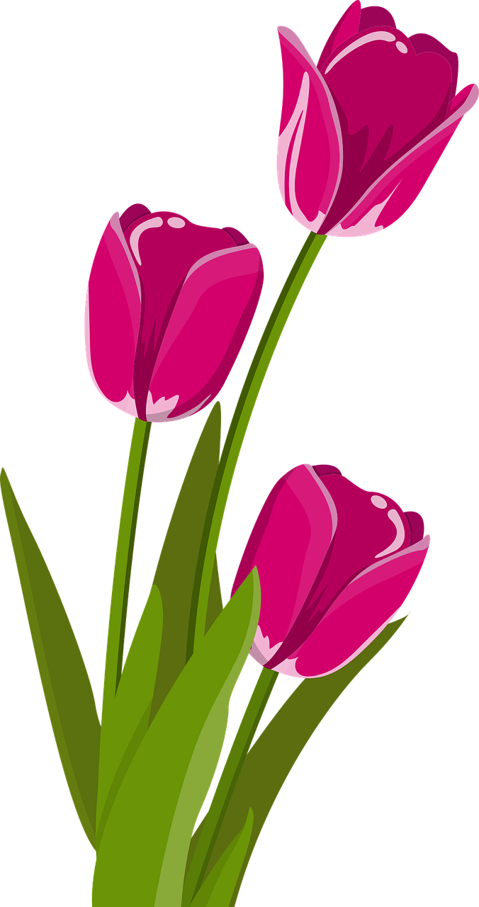 Vibrant Pink Tulips Vector PNG image