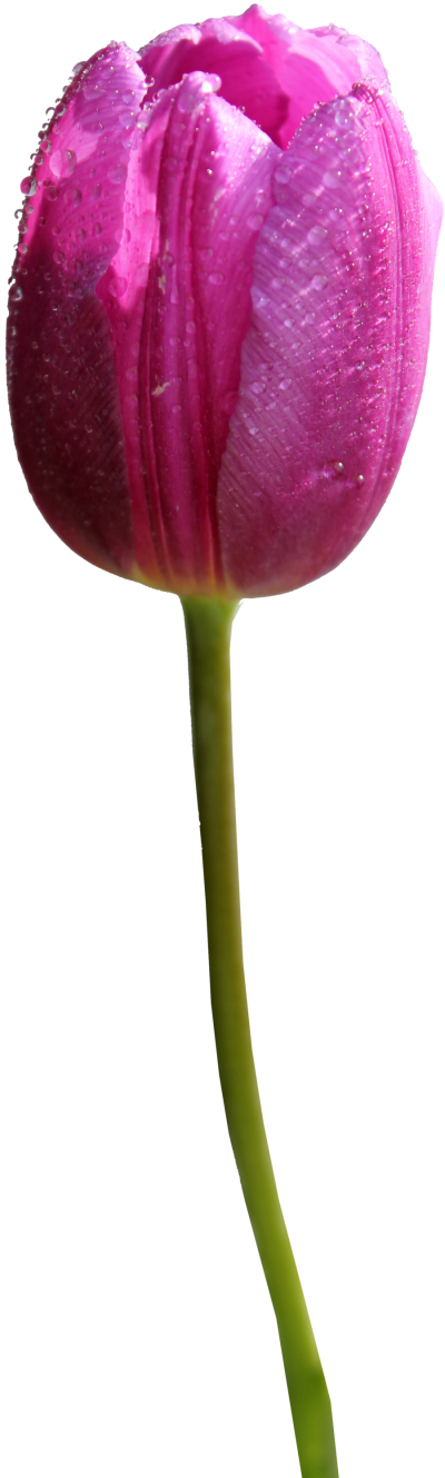 Vibrant Pink Tulipwith Dew Drops PNG image