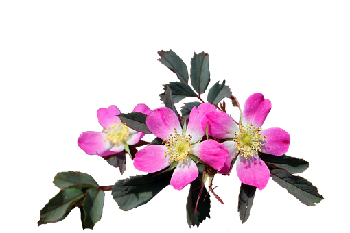 Vibrant Pink Wild Roseon Black Background PNG image