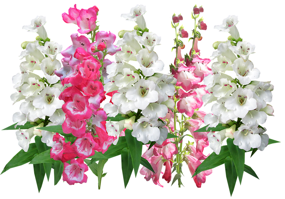 Vibrant Pinkand White Antirrhinum Flowers PNG image