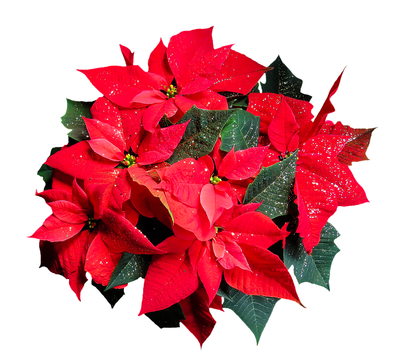 Vibrant Poinsettia Cluster.png PNG image