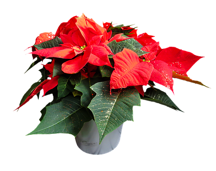 Vibrant Poinsettia Plant PNG image