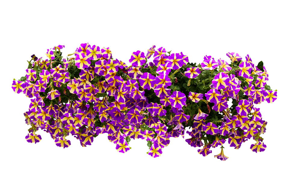 Vibrant_ Purple_and_ Yellow_ Petunias PNG image