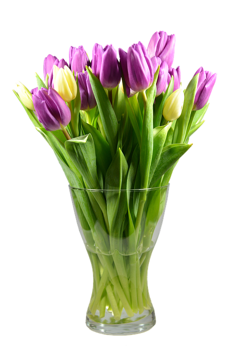 Vibrant_ Purple_and_ Yellow_ Tulips_in_ Glass_ Vase PNG image