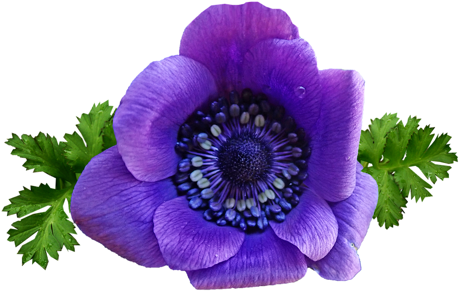 Vibrant_ Purple_ Anemone_ Flower.png PNG image