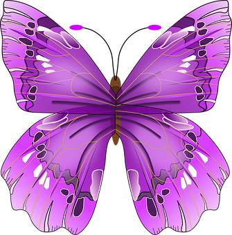 Vibrant Purple Butterfly Illustration PNG image