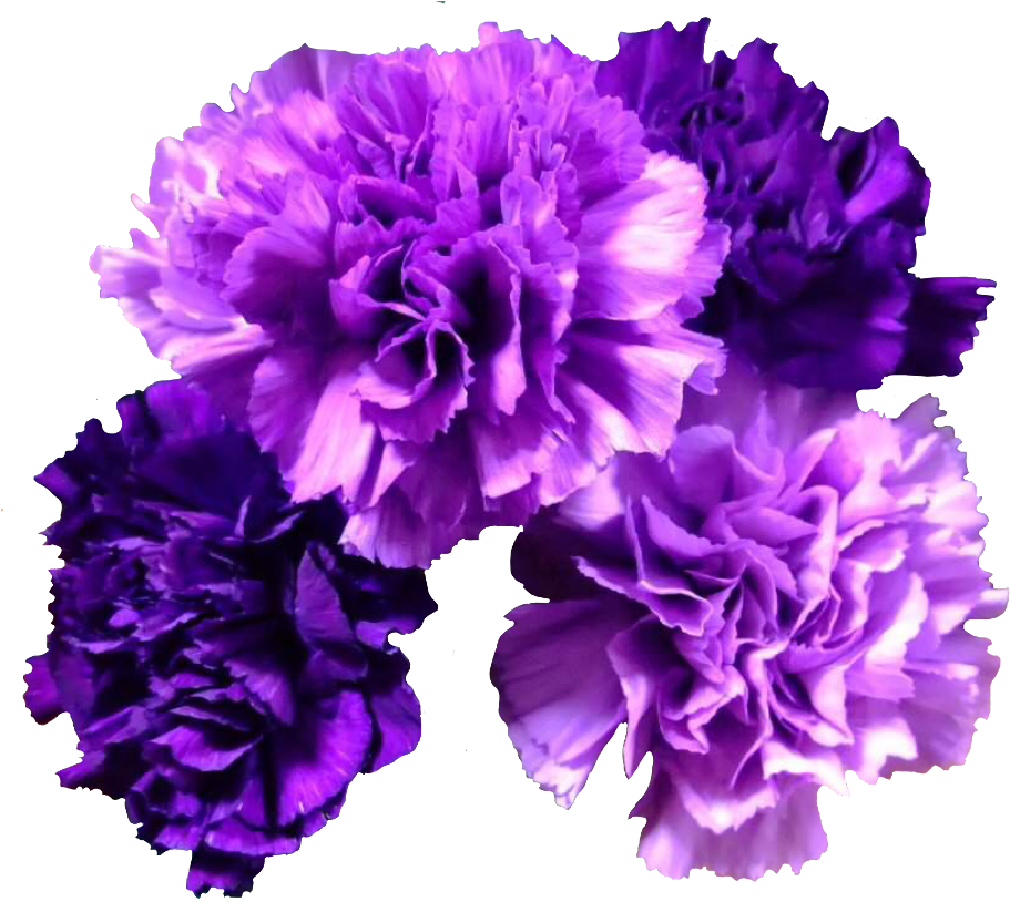 Vibrant Purple Carnations Floral Display PNG image