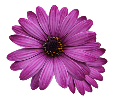 Vibrant Purple Daisy Black Background PNG image