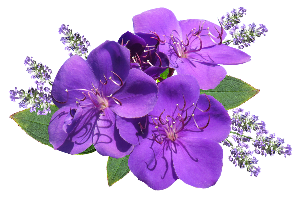 Vibrant Purple Flowers Transparent Background PNG image