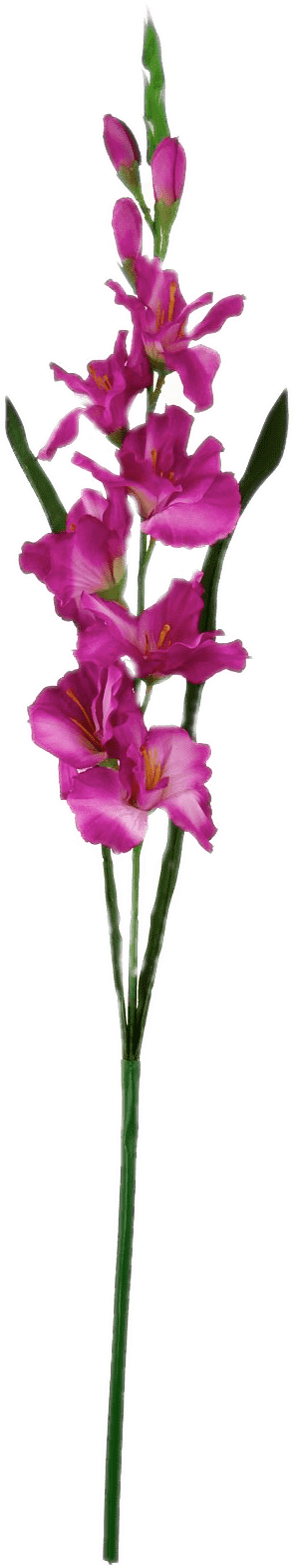 Vibrant Purple Gladiolus Stem PNG image