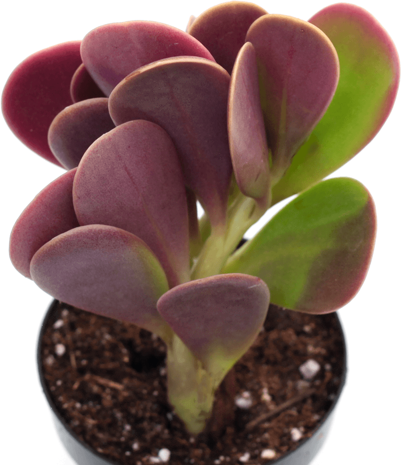 Vibrant_ Purple_ Green_ Succulent_in_ Pot PNG image