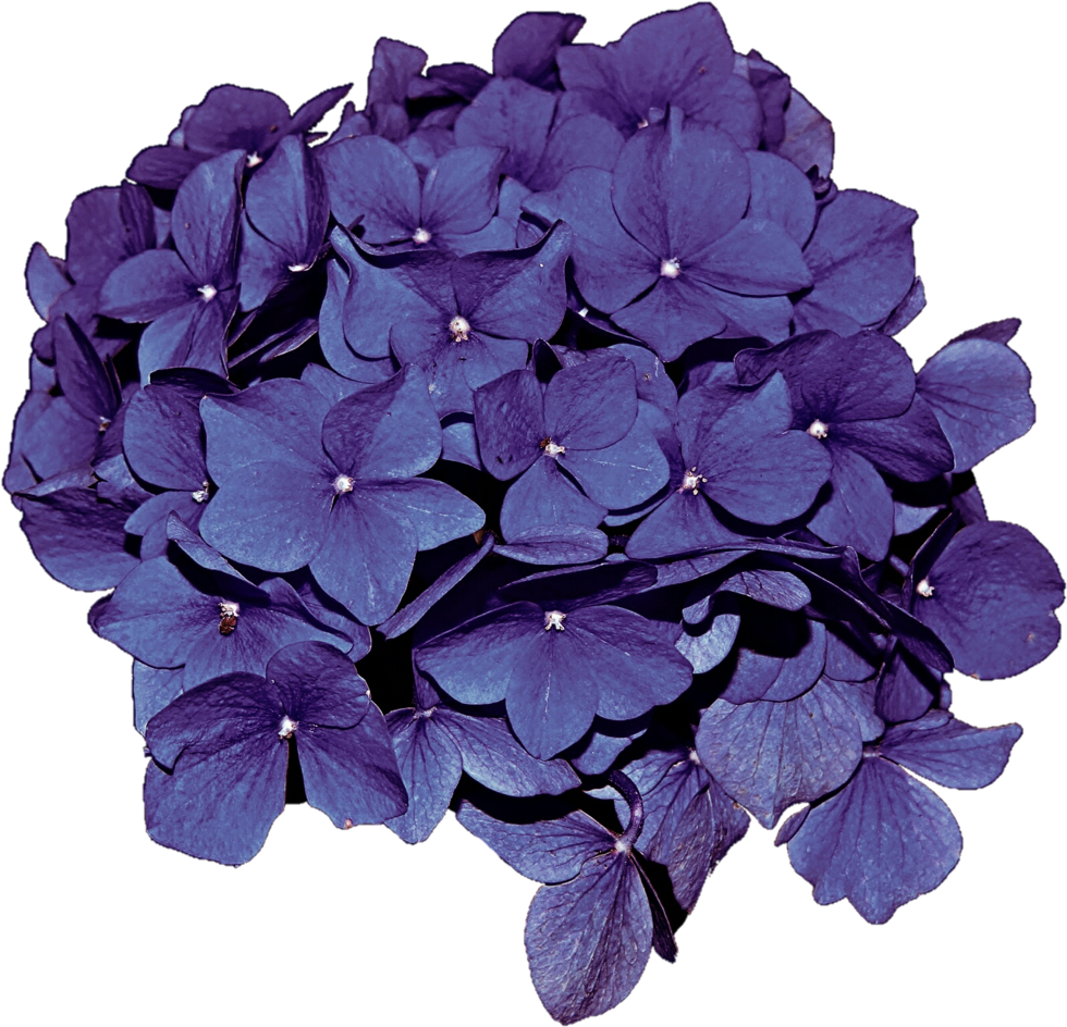 Vibrant Purple Hydrangea Bloom PNG image
