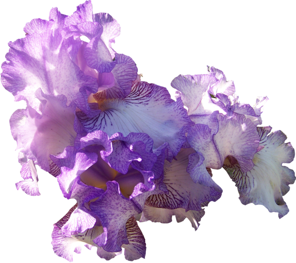 Vibrant_ Purple_ Iris_ Blooms PNG image