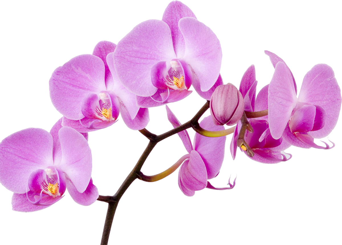 Vibrant Purple Orchid Bloom Branch PNG image