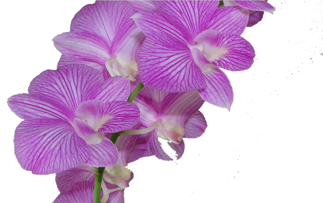 Vibrant Purple Orchid Blooms PNG image