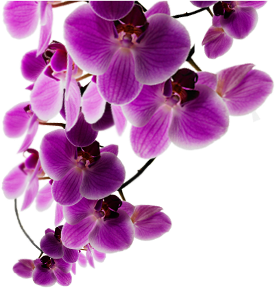 Vibrant_ Purple_ Orchids PNG image