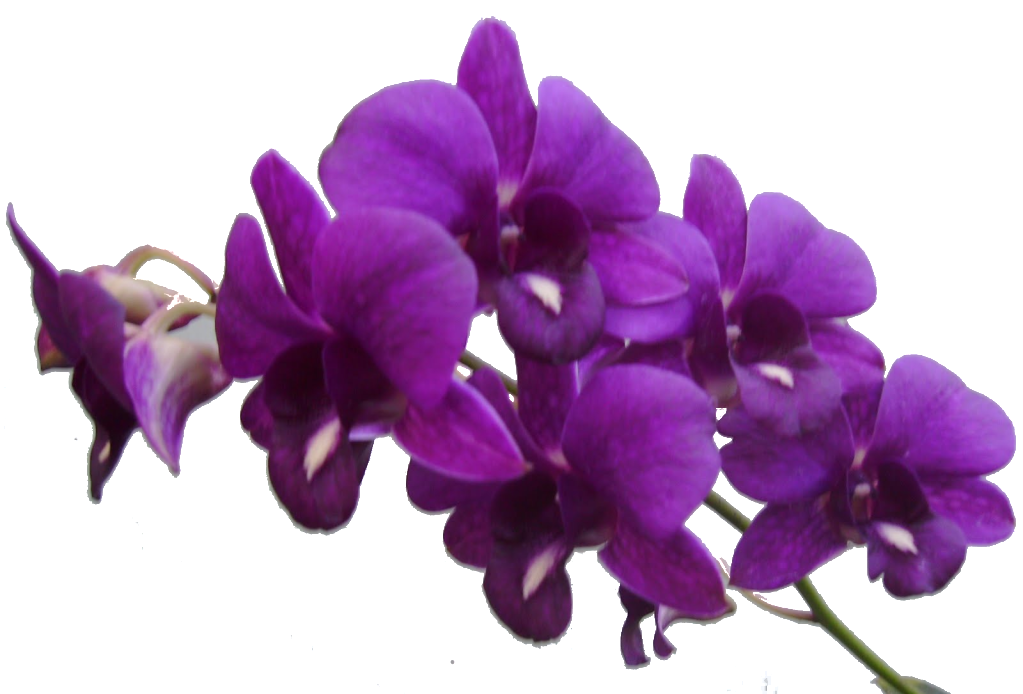 Vibrant Purple Orchids PNG image